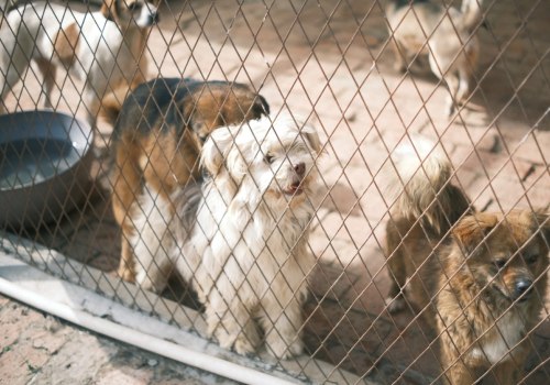 Making A Difference: How Delaware, Ohio's Pet Shelters Improve The Lives Of Animals