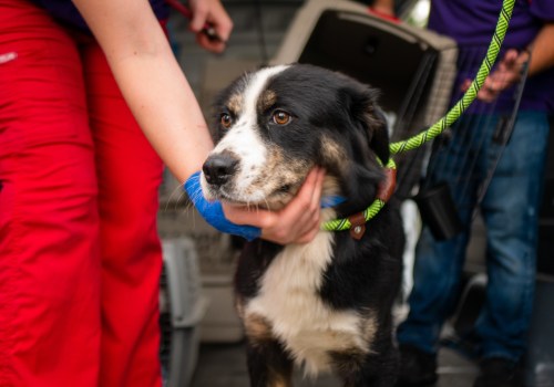 Volunteer and Make a Difference at the Delaware County Humane Society